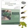Lebenszyklus Frosch