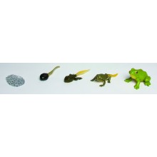 Lebenszyklus Frosch