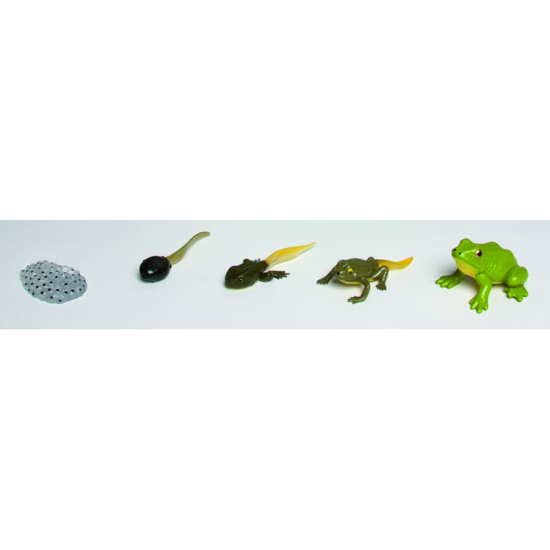 Lebenszyklus Frosch