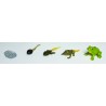 Lebenszyklus Frosch - Set