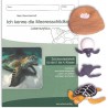 Lebenszyklus Meeresschildkröte