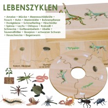 Zyklen  22  Stück Ausbildungsset