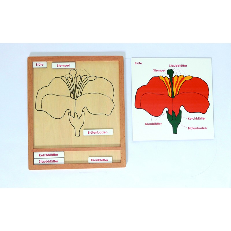 Set puzzle aktivít rastlín