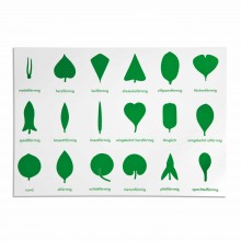 Lernplakat Botanische Kommode