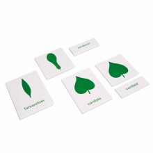 Botany Cabinet: Nomenclature Cards