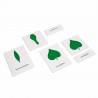 Botany Cabinet: Nomenclature Cards