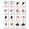 Organs - Classification Cards - German