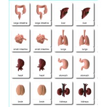 Organs - Classification Cards - English