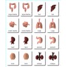 Organs - Classification Cards - English