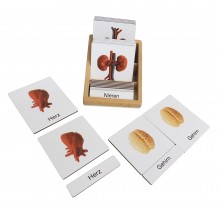 Organs - Classification Cards - German