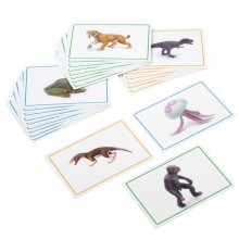 Reading book and animals for the black band
