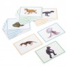 Reading book and animals for the black band