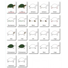 Turtle - Classification Cards - German