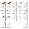 Bird - Classification Cards - German