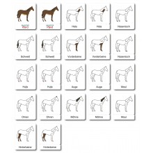 Horse - Classification Cards - German