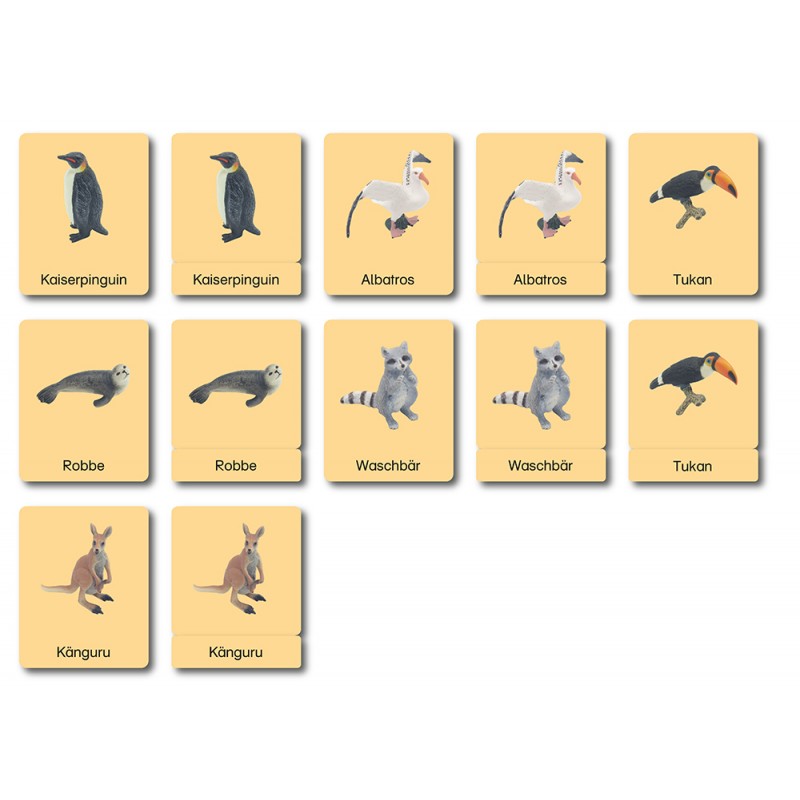 Continent Box - Animals of the Continents