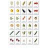 Vegetables - Classification Cards - German