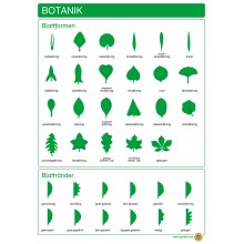 Botanika - Tvar listov a okraje listov - Plagát 50 x 70 cm - Nemčina