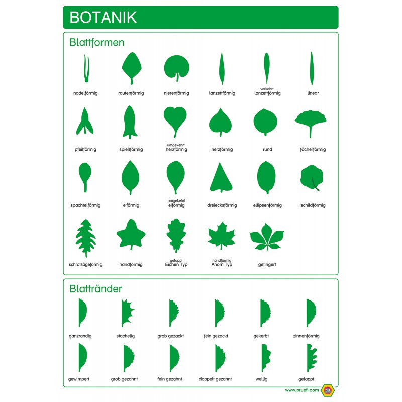 Botanik - Blattformen und Blattränder - Plakat 50 x 70 cm - Deutsch