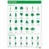 Botany - Leaf Shapes and Leaf Edges - Poster 50 x 70 cm - German