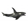 Animals from polar regions