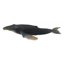Animals from polar regions