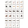 Klassifikationskarten - Tiere aus Afrika - Deutsch