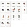 Klassifikationskarten - Deutsch + Tiere aus Australien
