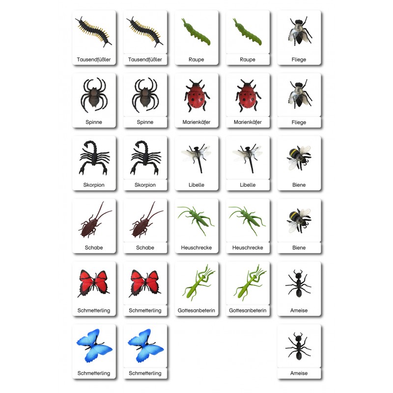 Insekten - Klassifikationskarten - Deutsch