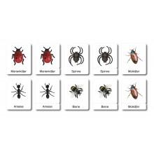Ich kenne Insekten und Spinnen - Klassifikationskarten - Deutsch