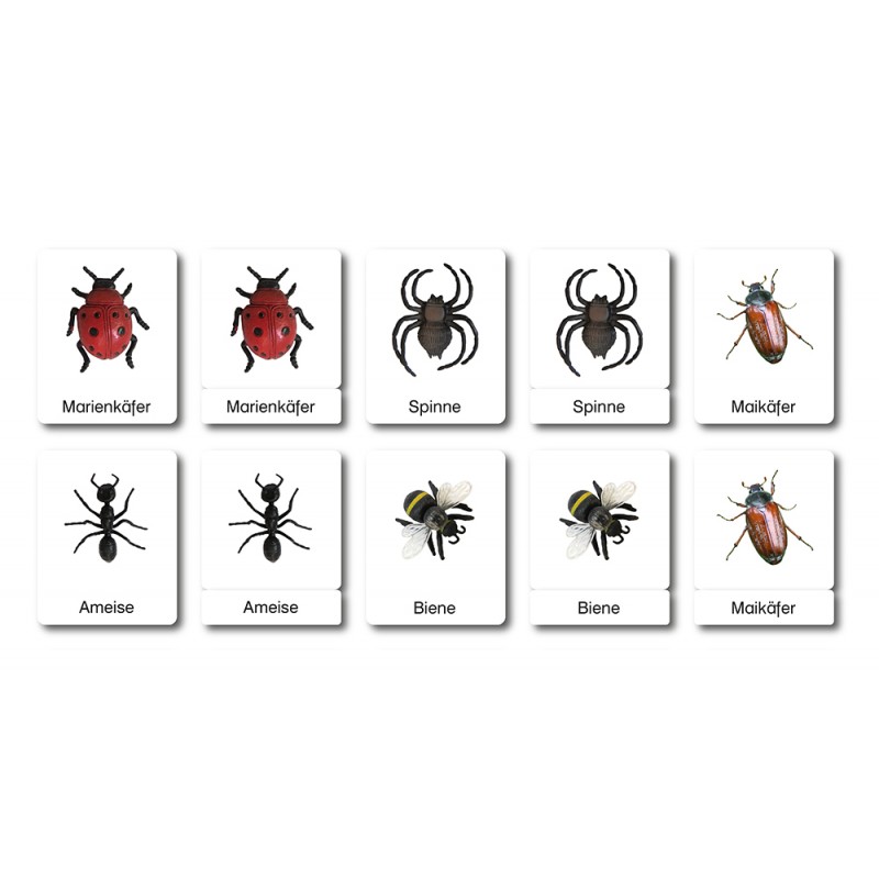 Ich kenne Insekten und Spinnen - Klassifikationskarten - Deutsch