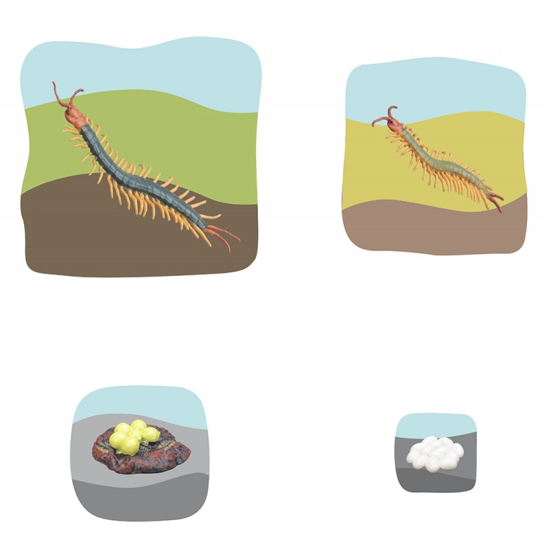 Millipede Growth Puzzle