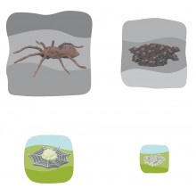 Spider growth puzzle