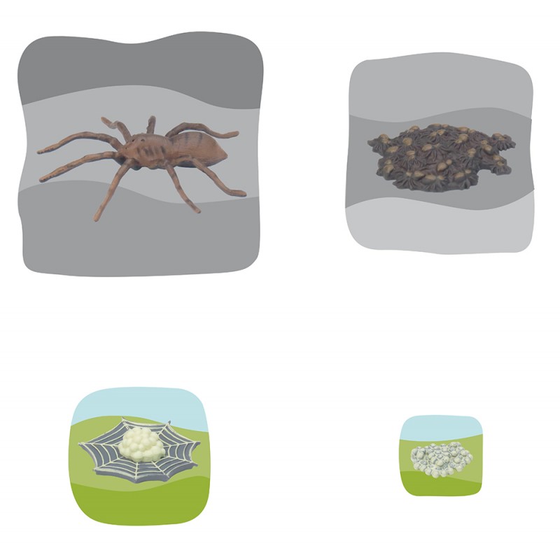 Spinne Wachstumspuzzle