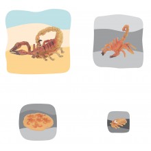 Scorpion Growth Puzzle