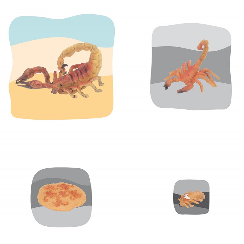 Scorpion Growth Puzzle