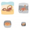 Scorpion Growth Puzzle