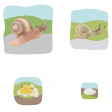Schnecke Wachstumspuzzle