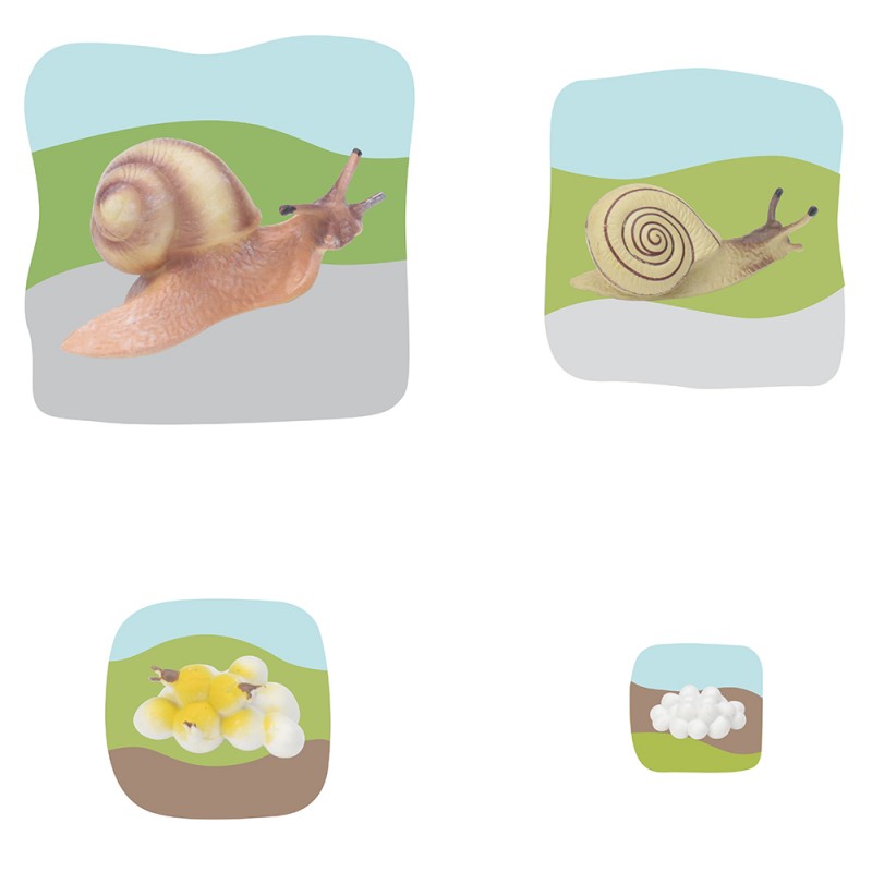 Schnecke Wachstumspuzzle