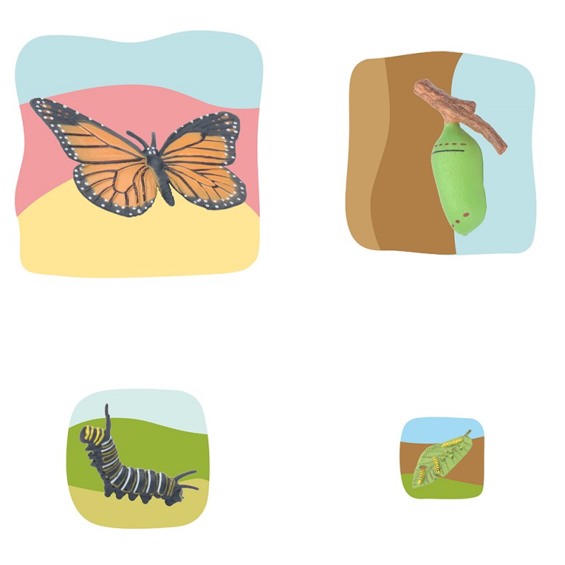 Butterfly Growth Puzzle