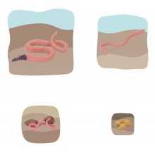 Earthworm Growth Puzzle