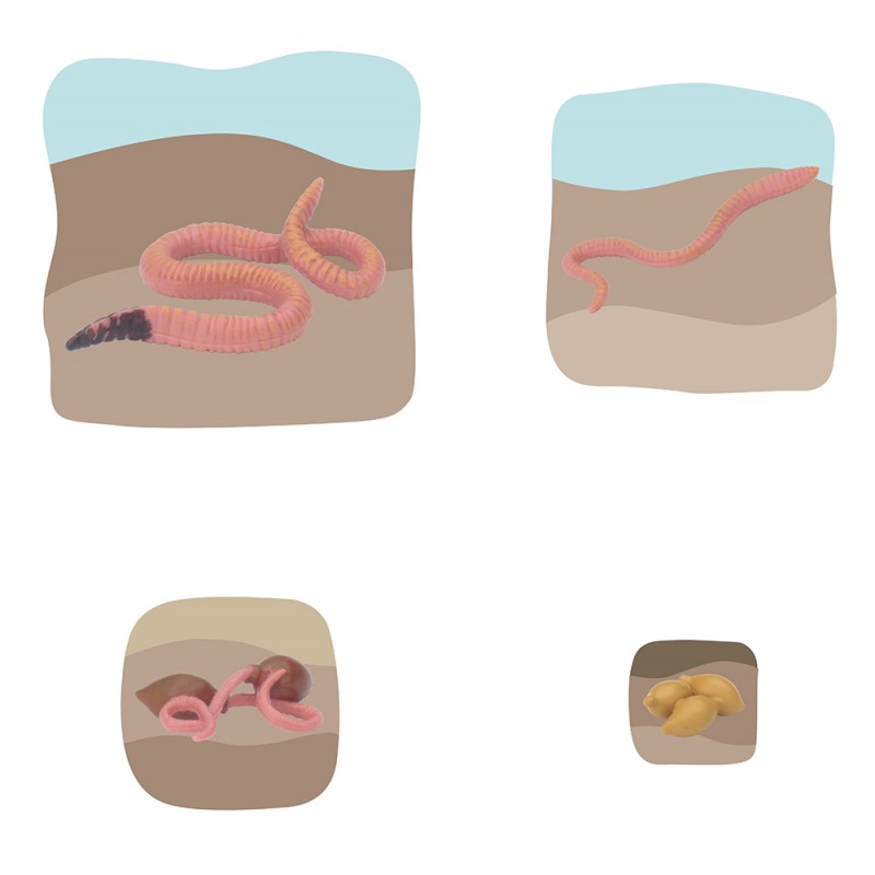 Regenwurm Wachstumspuzzle