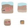 Earthworm Growth Puzzle