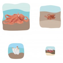 Oktopus Wachstumspuzzle