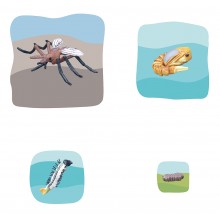 mosquito growth puzzle