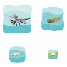 Dragonfly Growth Puzzle
