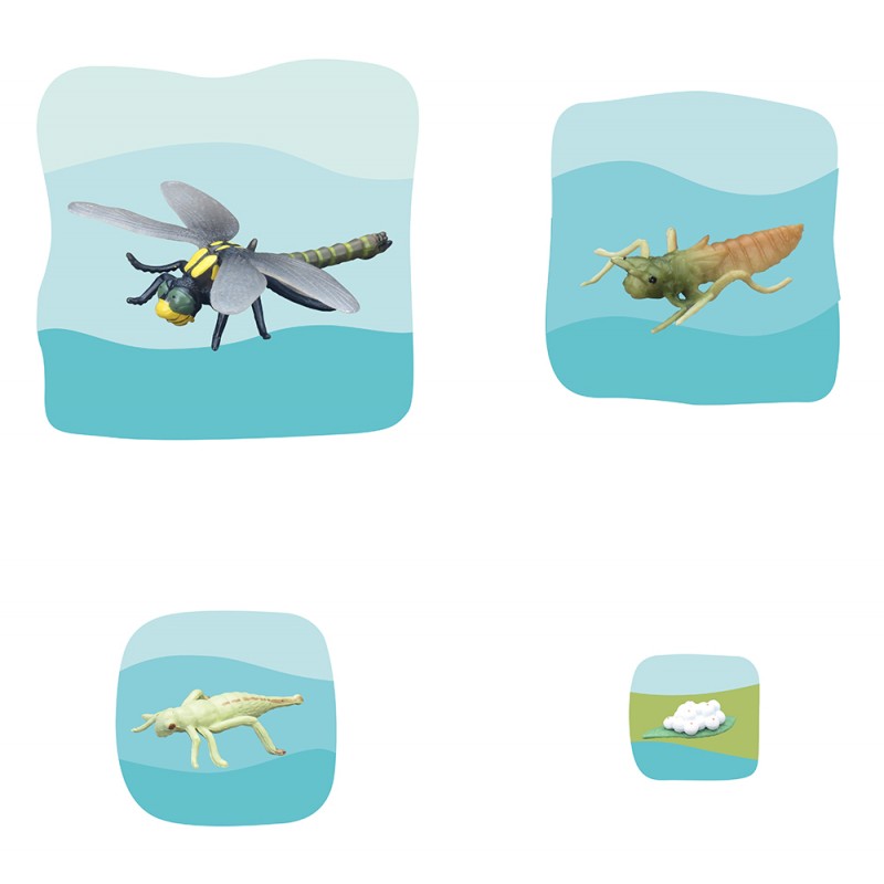 Dragonfly Growth Puzzle