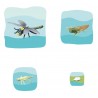 Dragonfly Growth Puzzle
