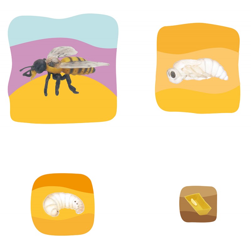 Bee Growth Puzzle