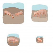 Pig Family Growth Puzzle